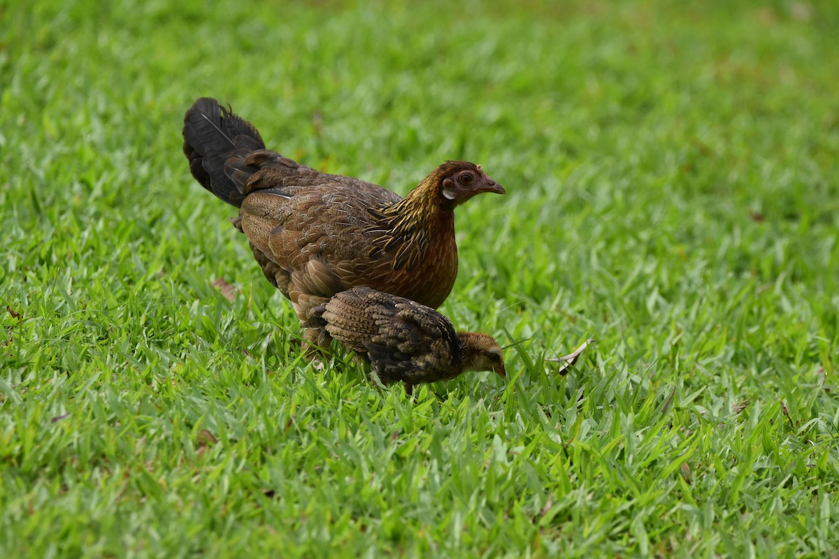 Red Junglefowl - ML639006443