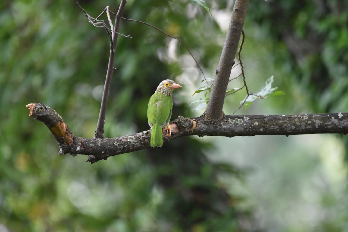 Lineated Barbet - ML639006485