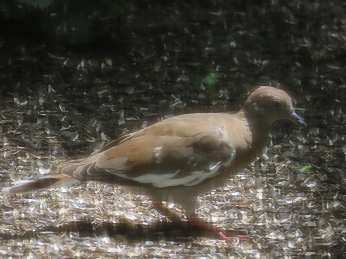White-winged Dove - ML639006511