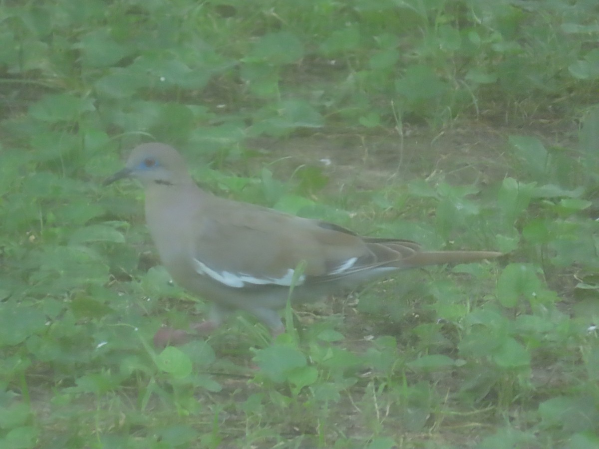 White-winged Dove - ML639006538