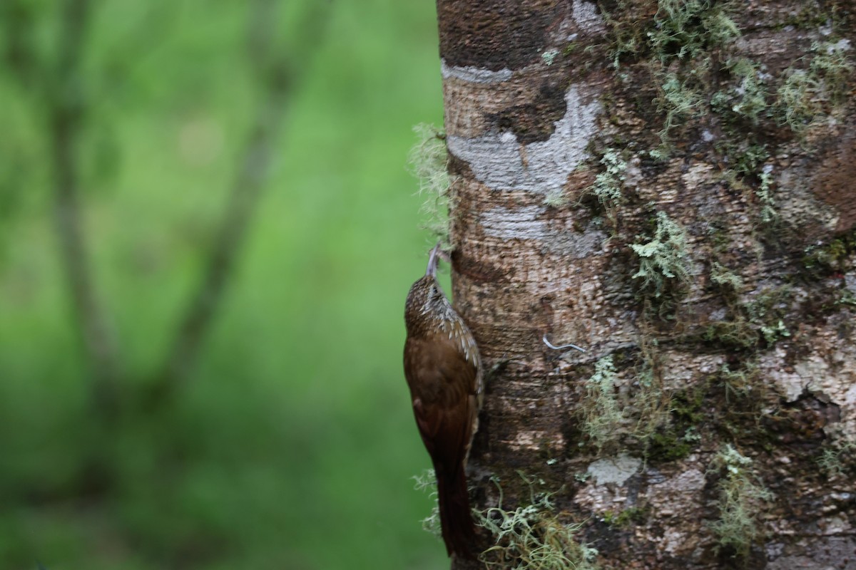Montane Woodcreeper - ML639006559
