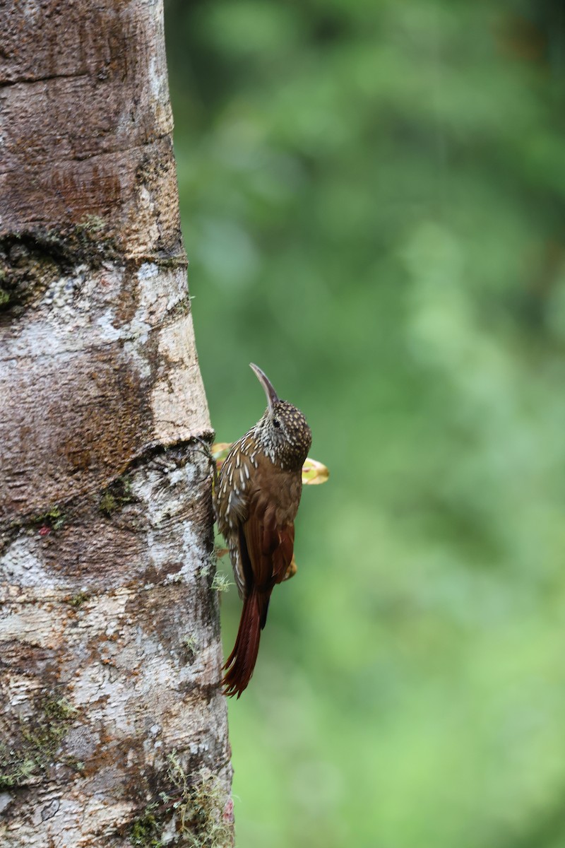 Montane Woodcreeper - ML639006560