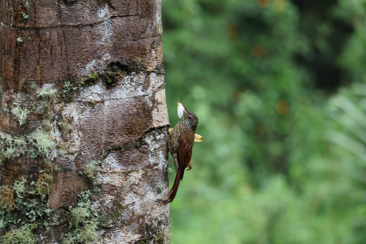 Montane Woodcreeper - ML639006561