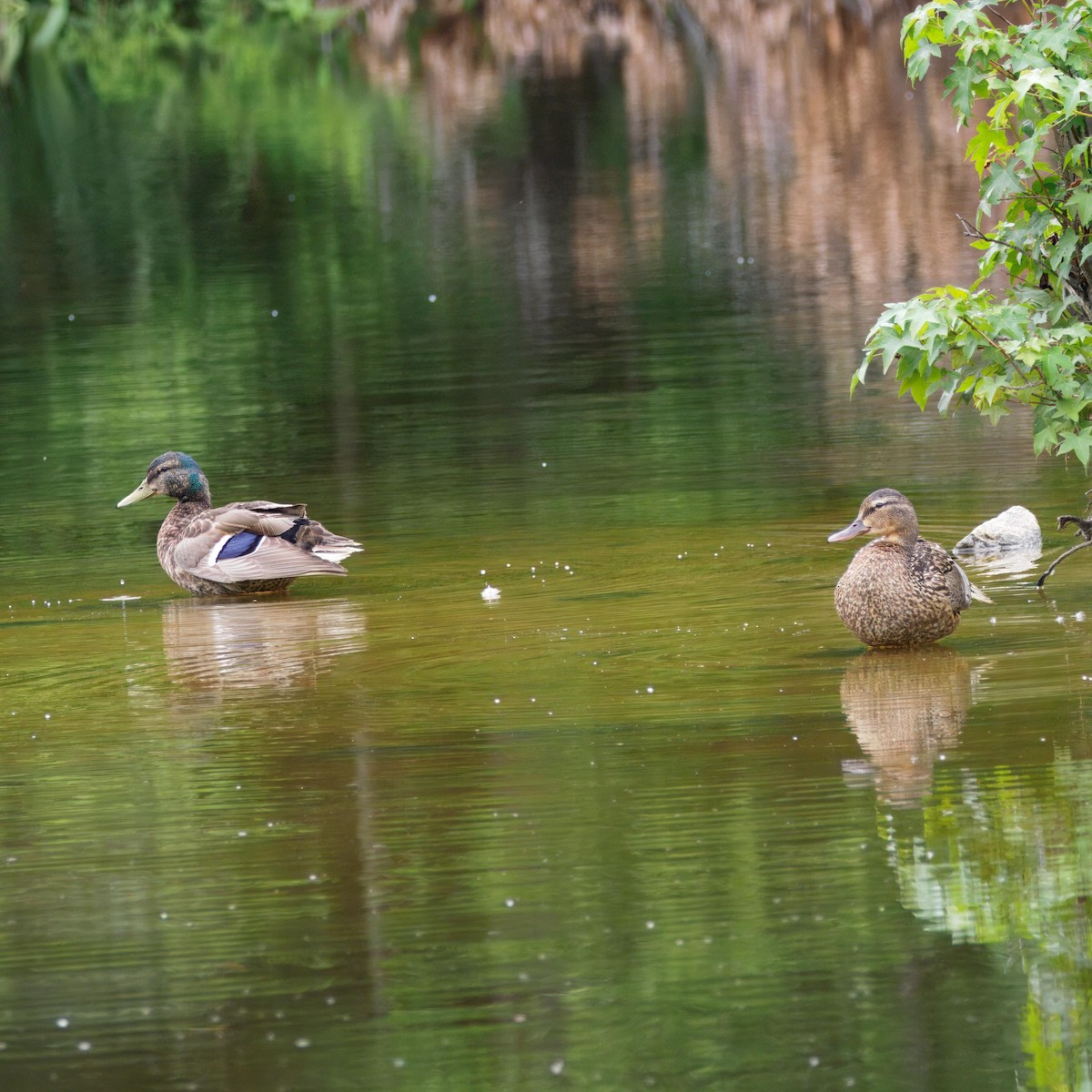 Mallard - ML639006568
