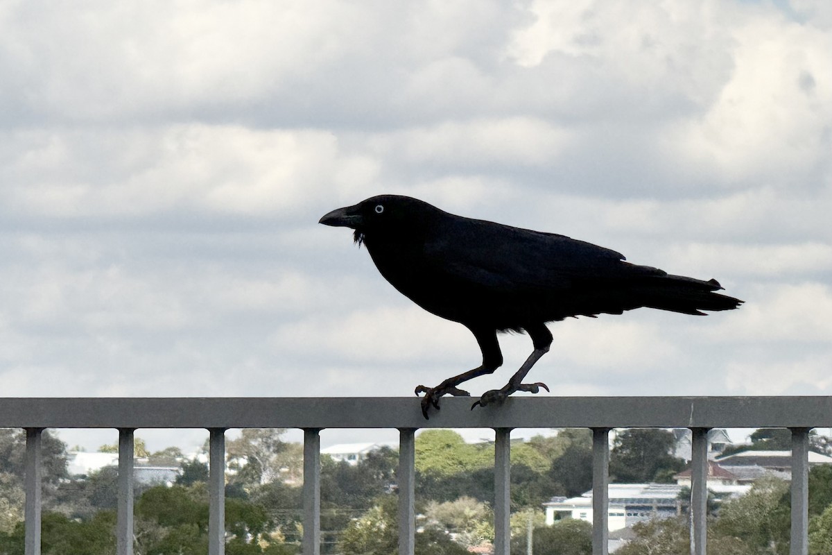 Torresian Crow - ML639006579