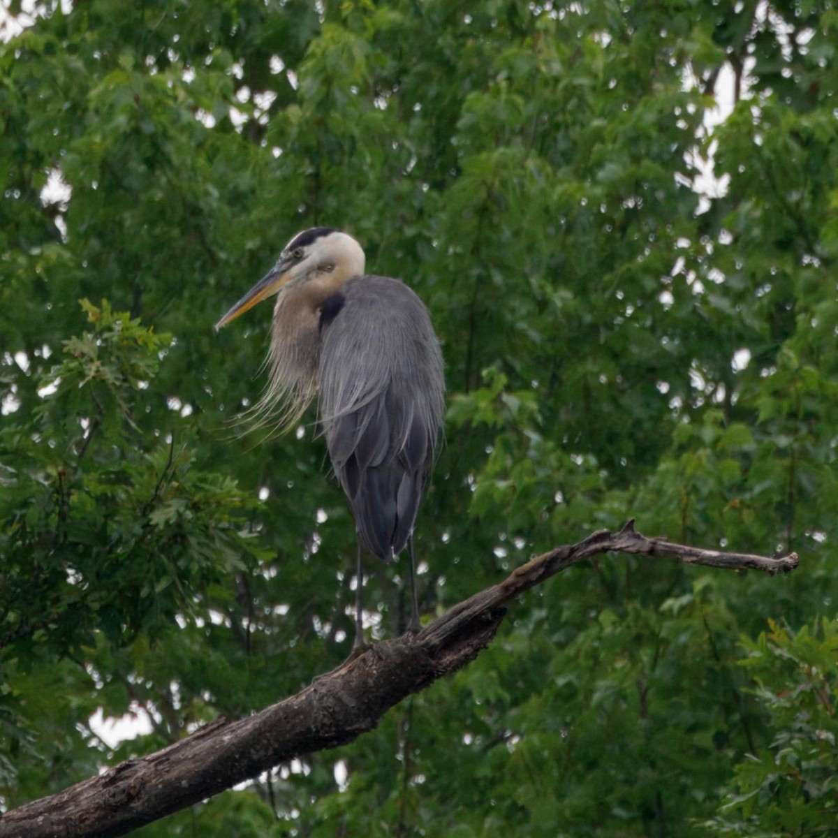 Great Blue Heron - ML639006612