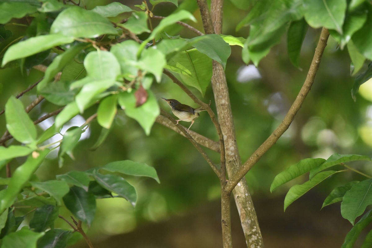 Common Tailorbird - ML639006615