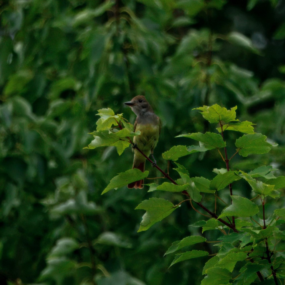Great Crested Flycatcher - ML639006620