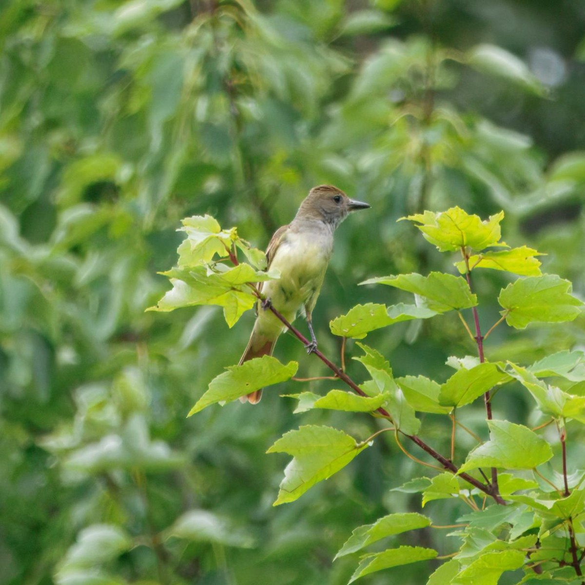 Great Crested Flycatcher - ML639006621