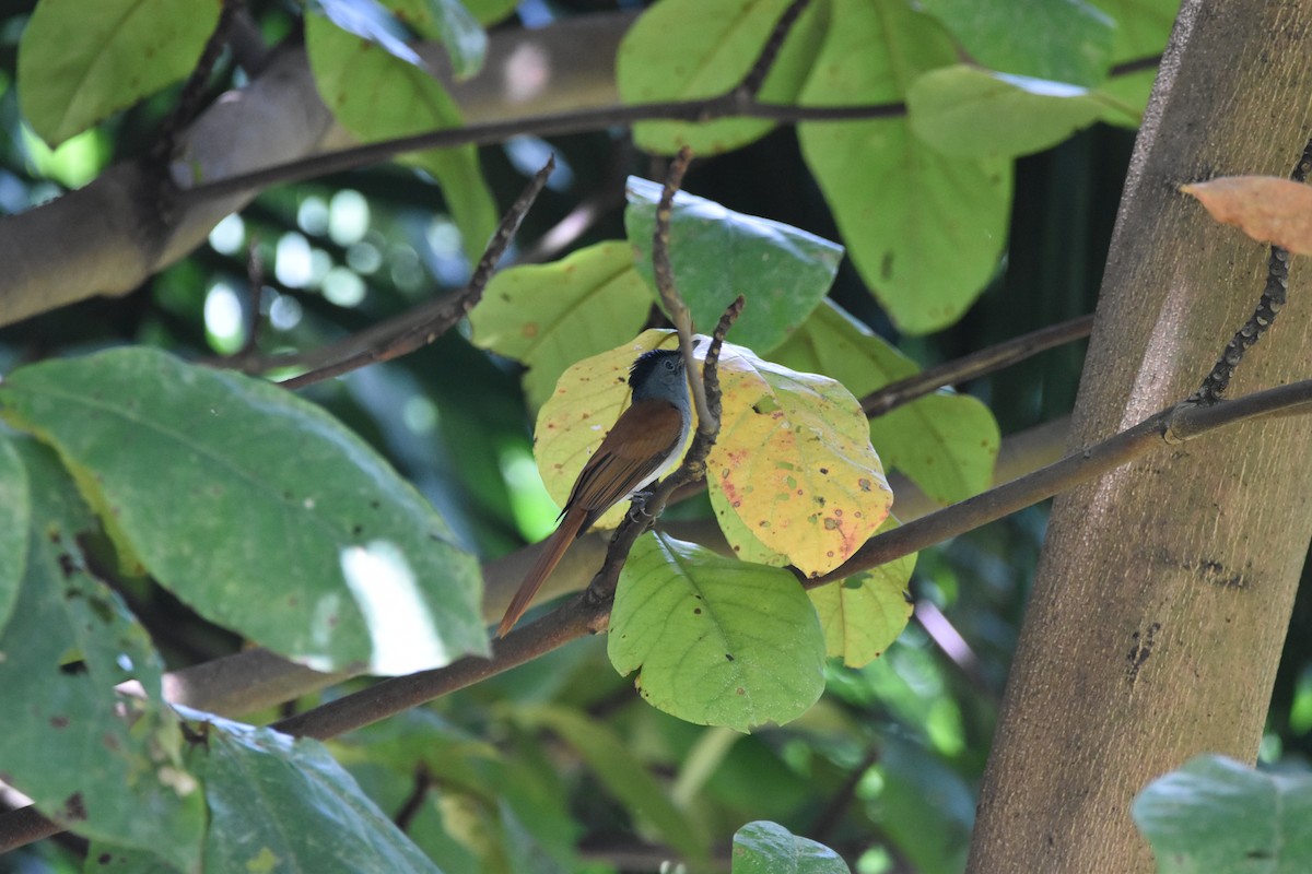 Blyth's Paradise-Flycatcher - ML639006637