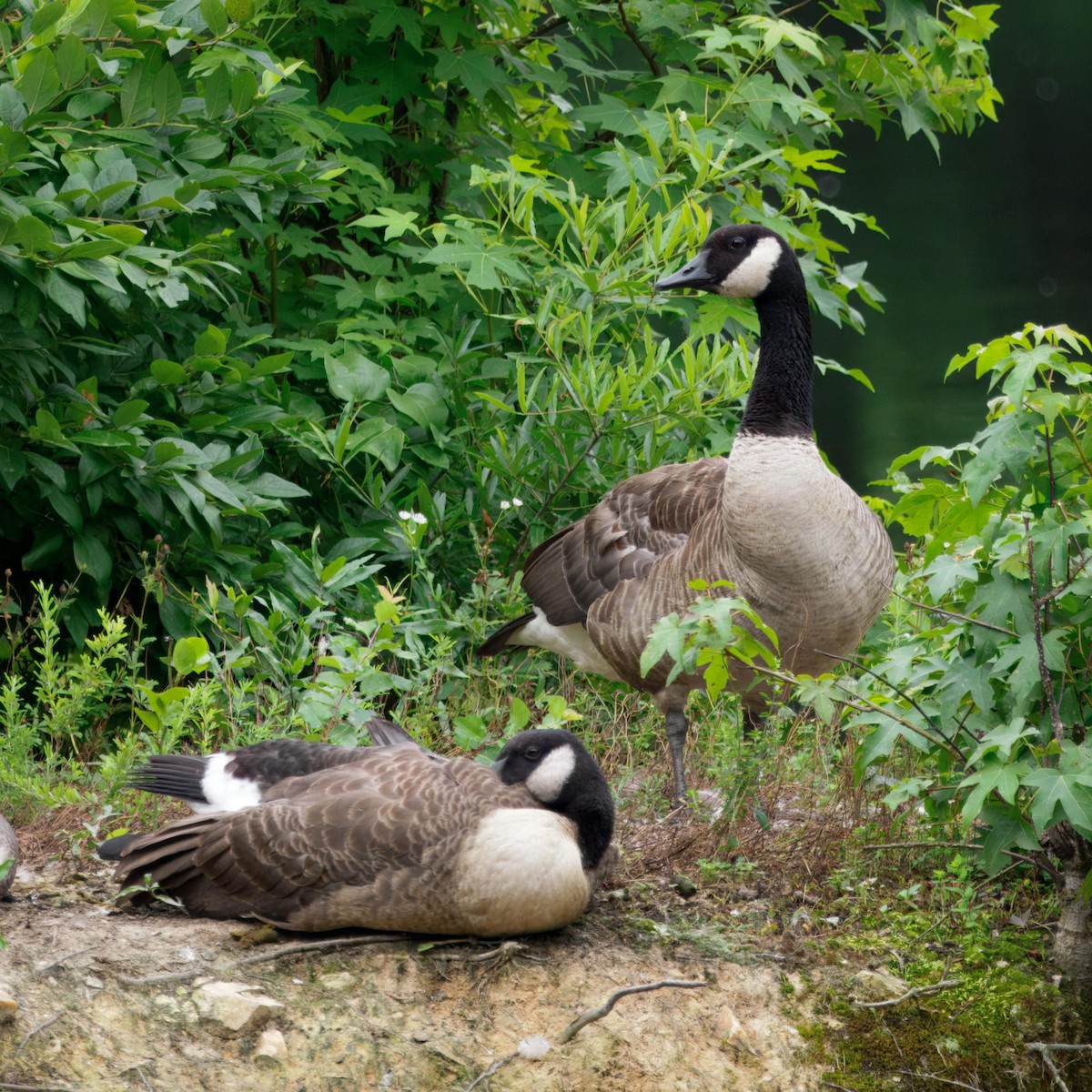 Canada Goose - ML639006649