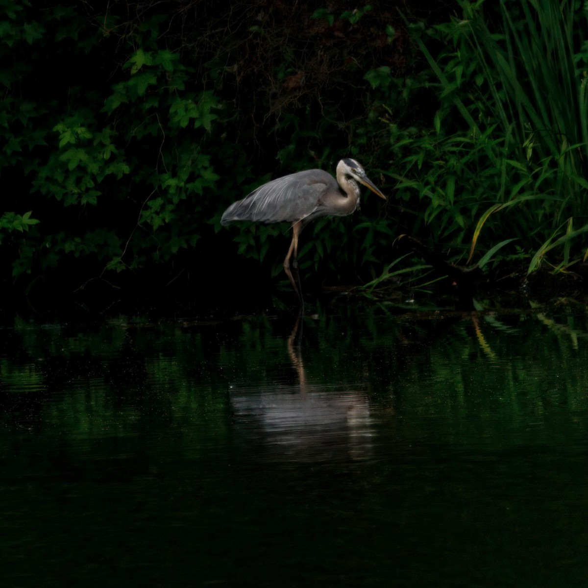 Great Blue Heron - ML639006650