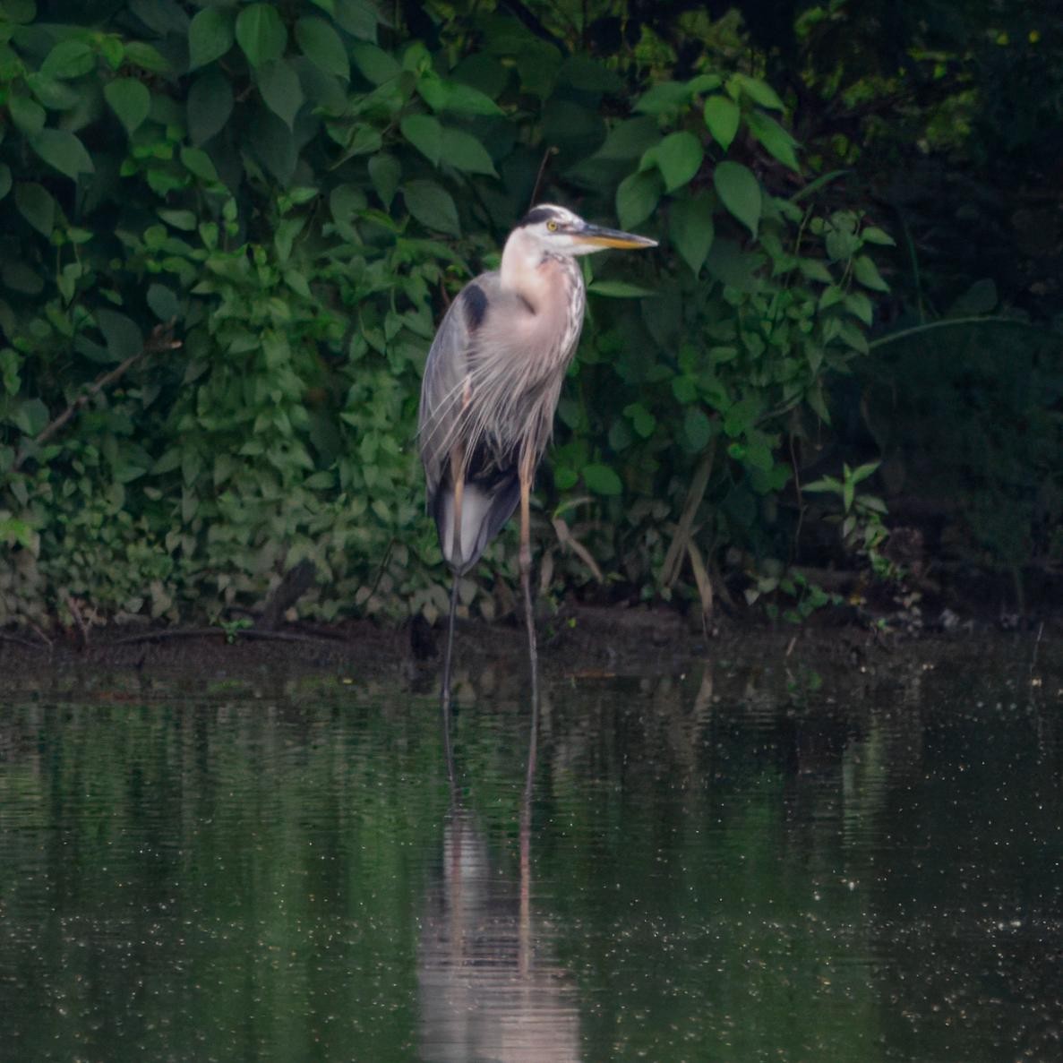 Great Blue Heron - ML639006651