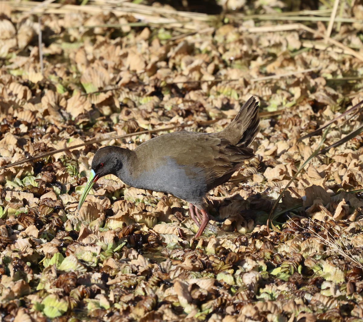 Plumbeous Rail - ML639006653