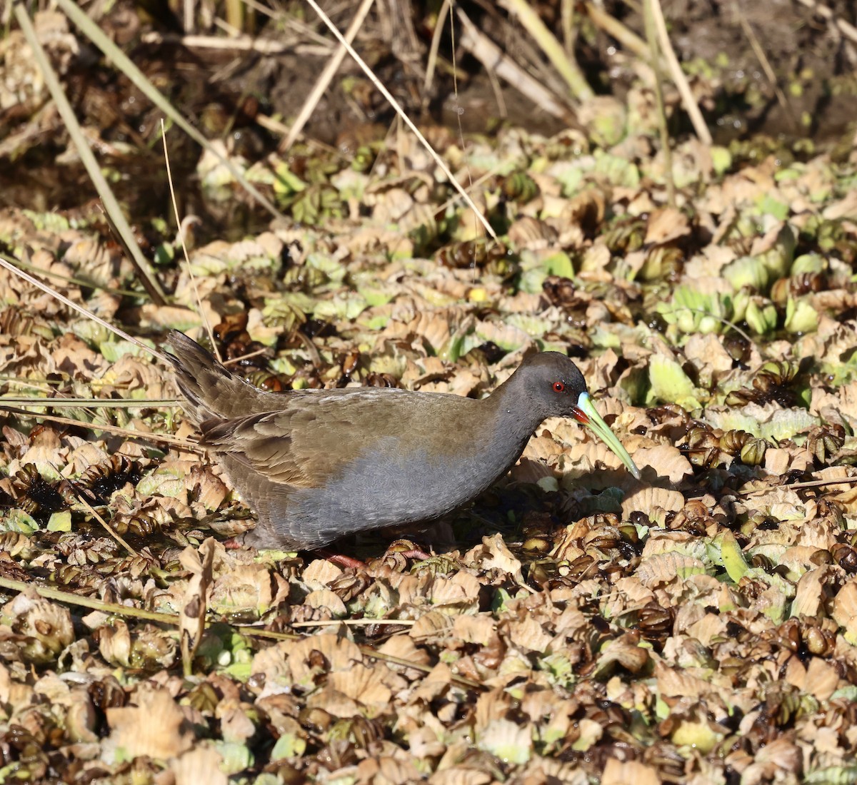 Plumbeous Rail - ML639006654