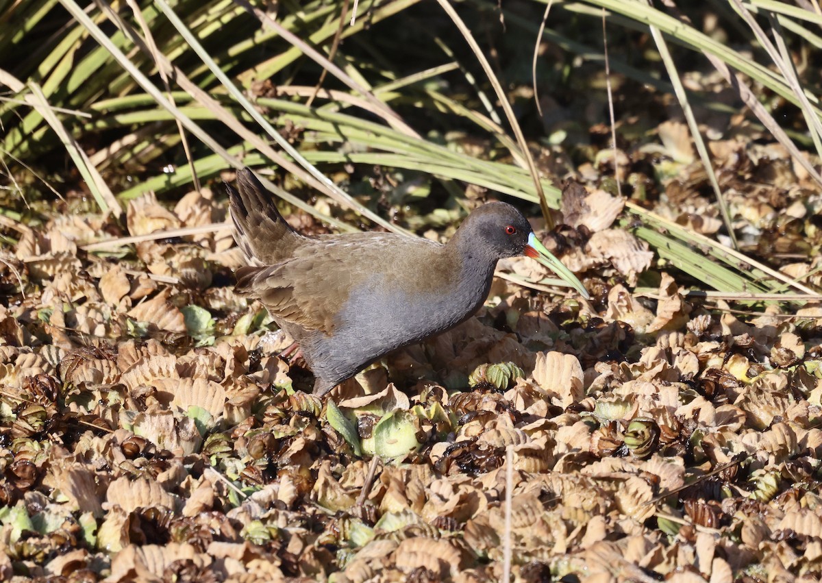 Plumbeous Rail - ML639006655