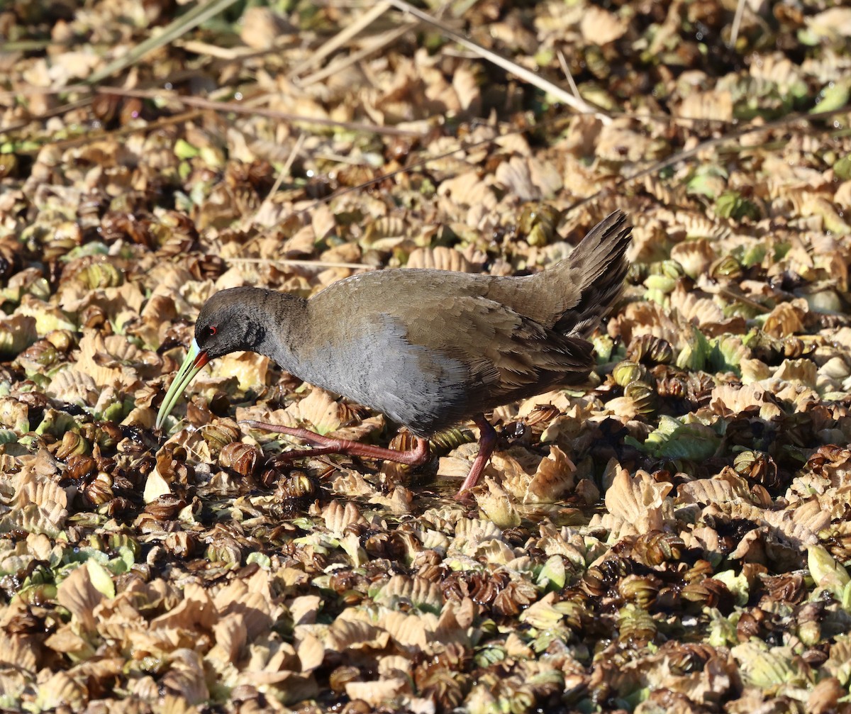 Plumbeous Rail - ML639006656