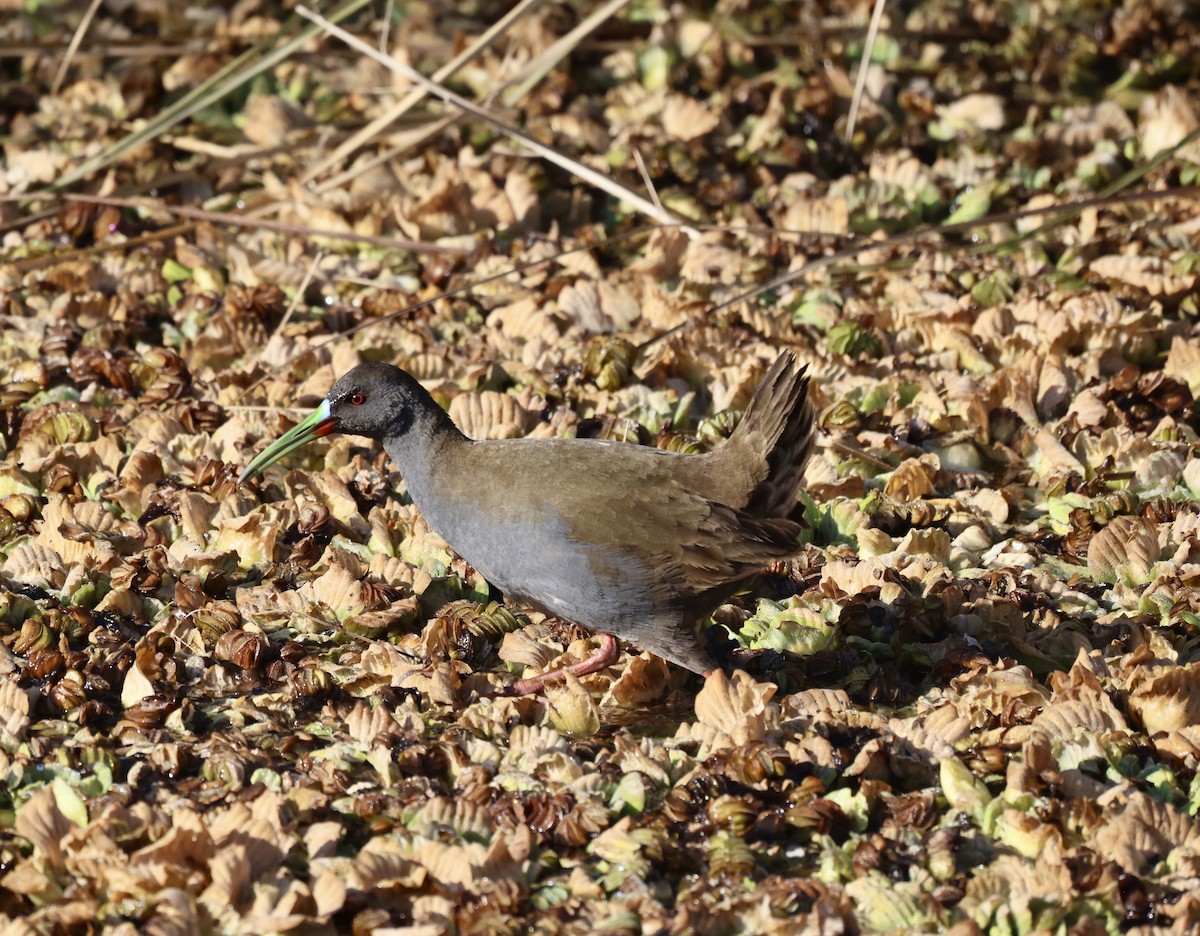 Plumbeous Rail - ML639006658