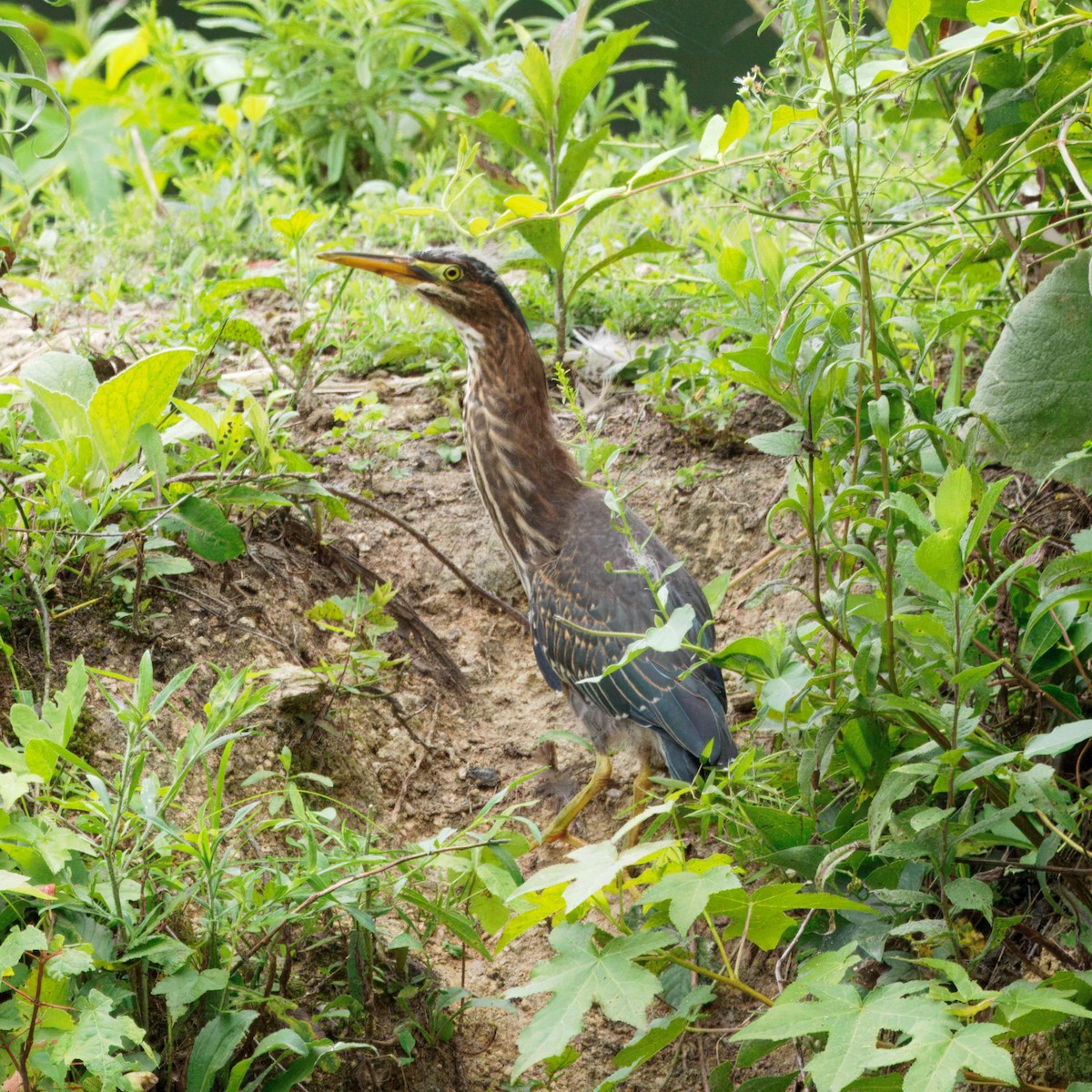 Green Heron - ML639006661