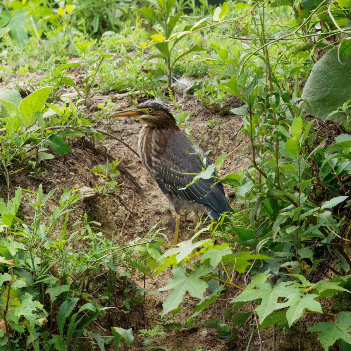 Green Heron - ML639006662