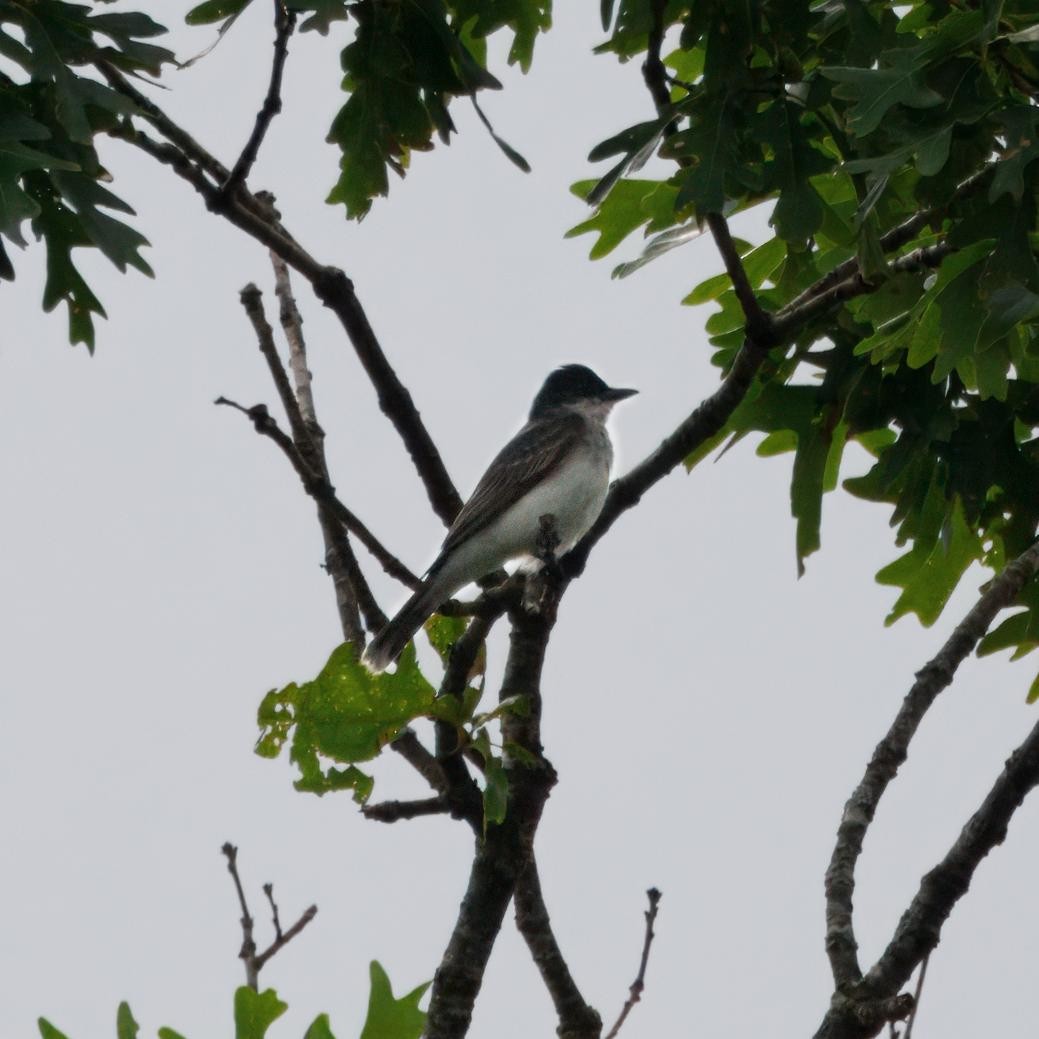 Eastern Kingbird - ML639006667
