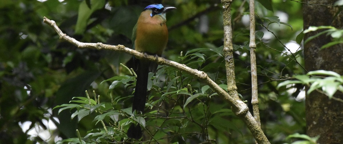 Diademmotmot - ML639006684