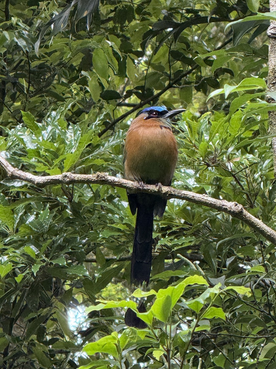 Diademmotmot - ML639006685