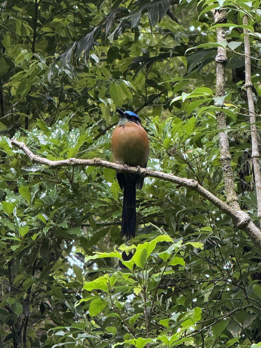Diademmotmot - ML639006686