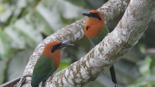 Broad-billed Motmot - ML639006687