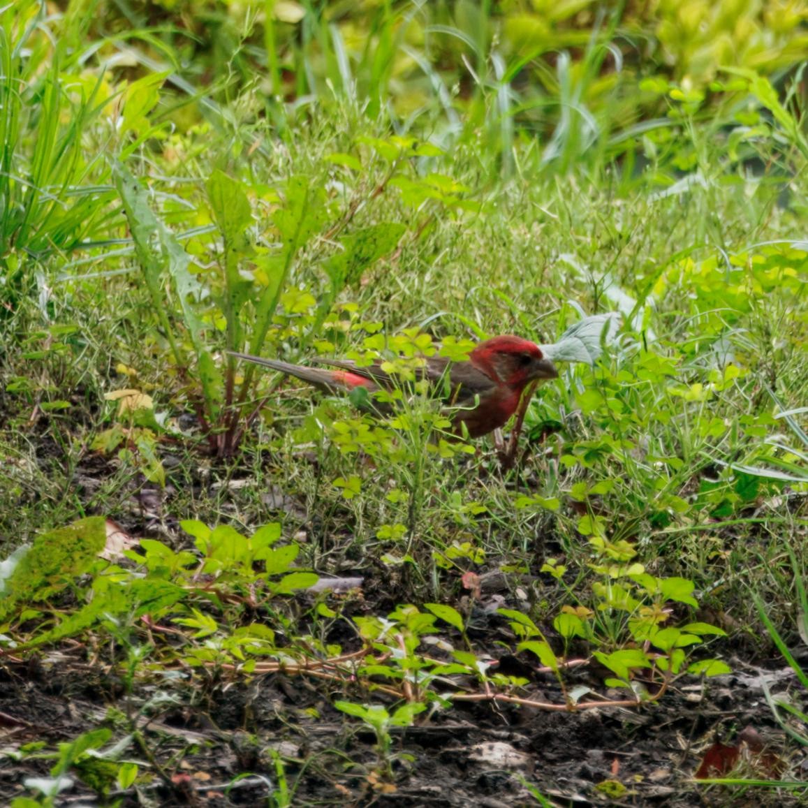 House Finch - ML639006689