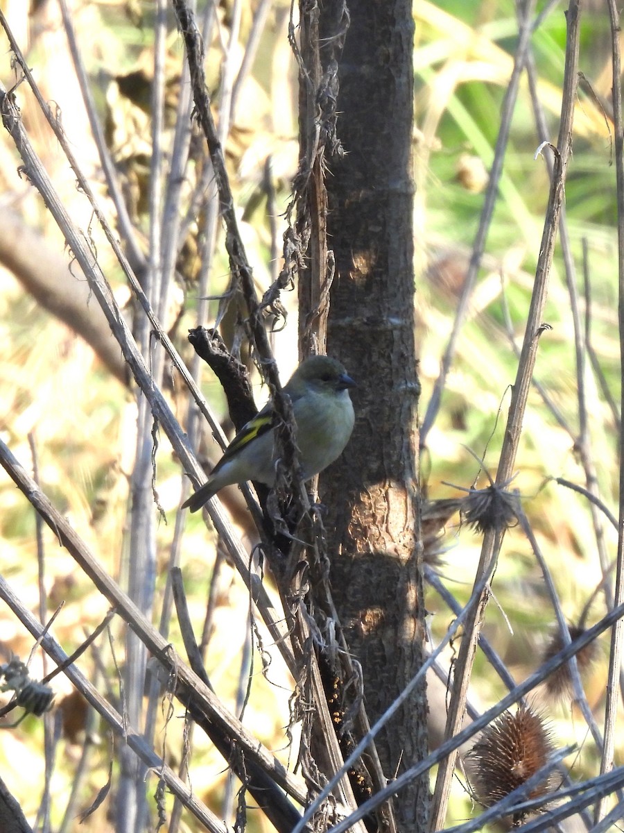 Hooded Siskin - ML639006692