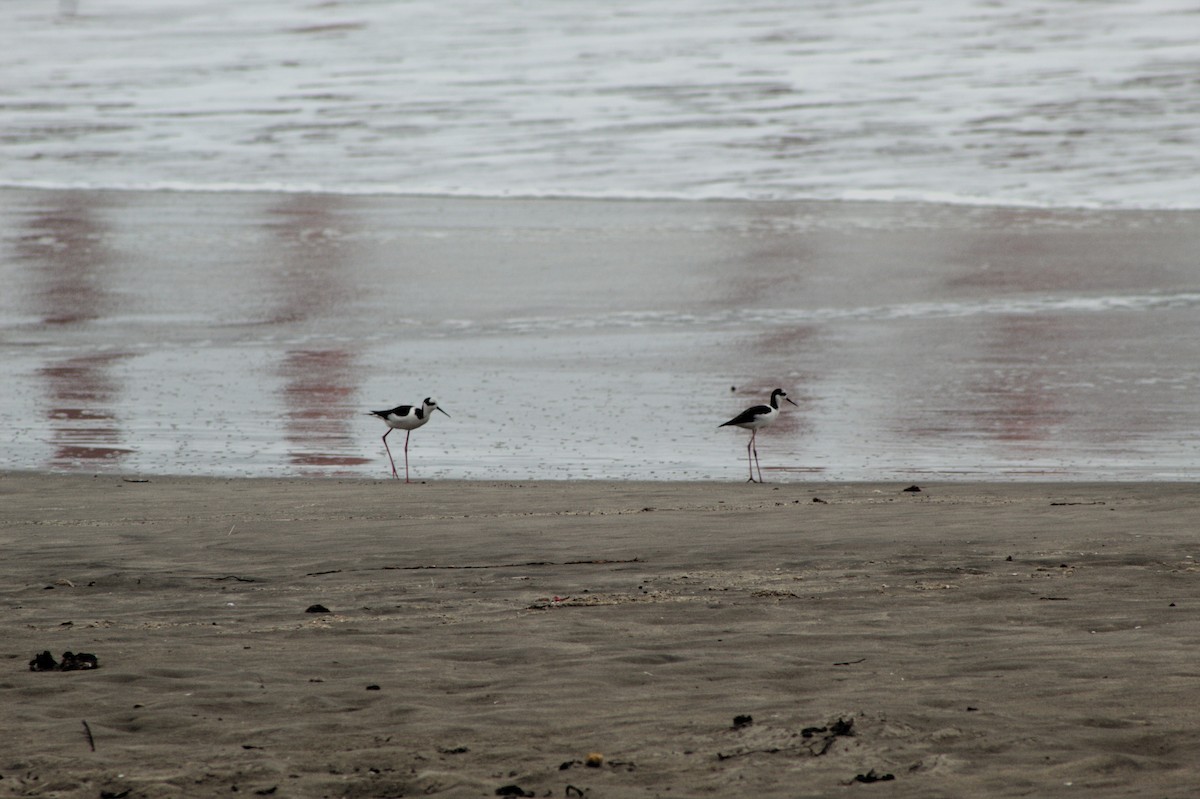 Black-necked Stilt - ML639006696
