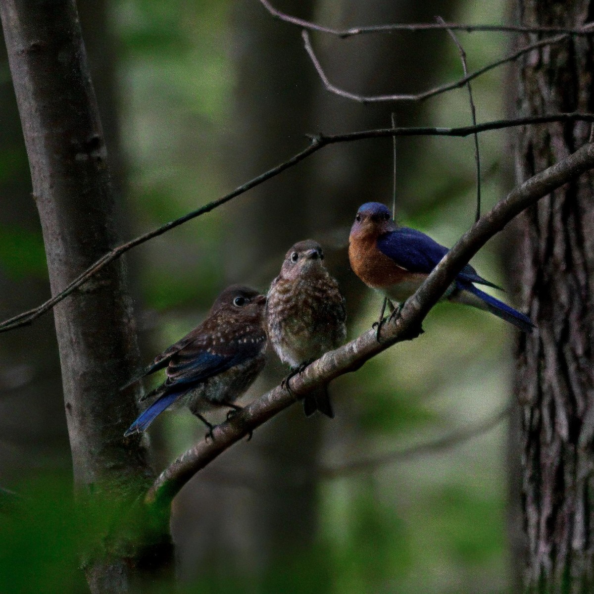 Eastern Bluebird - ML639006697