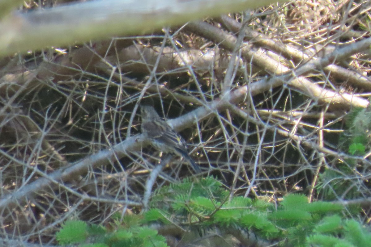 Yellow-rumped Warbler - ML639006698