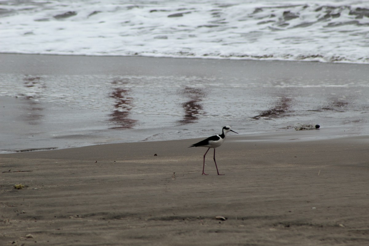 Black-necked Stilt - ML639006700