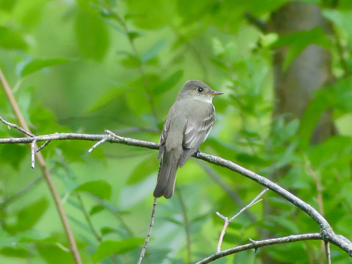 Eastern Wood-Pewee - ML639006709