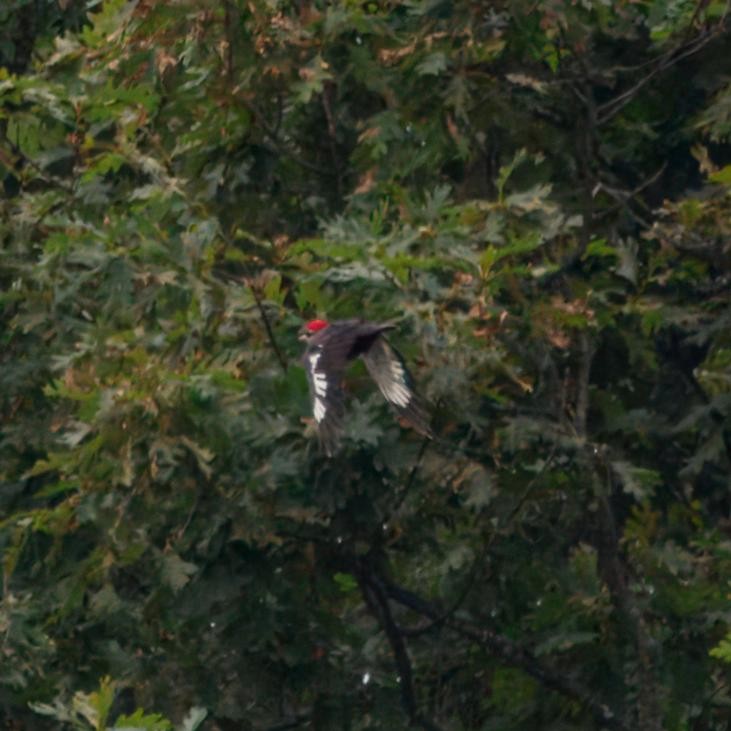 Pileated Woodpecker - ML639006710
