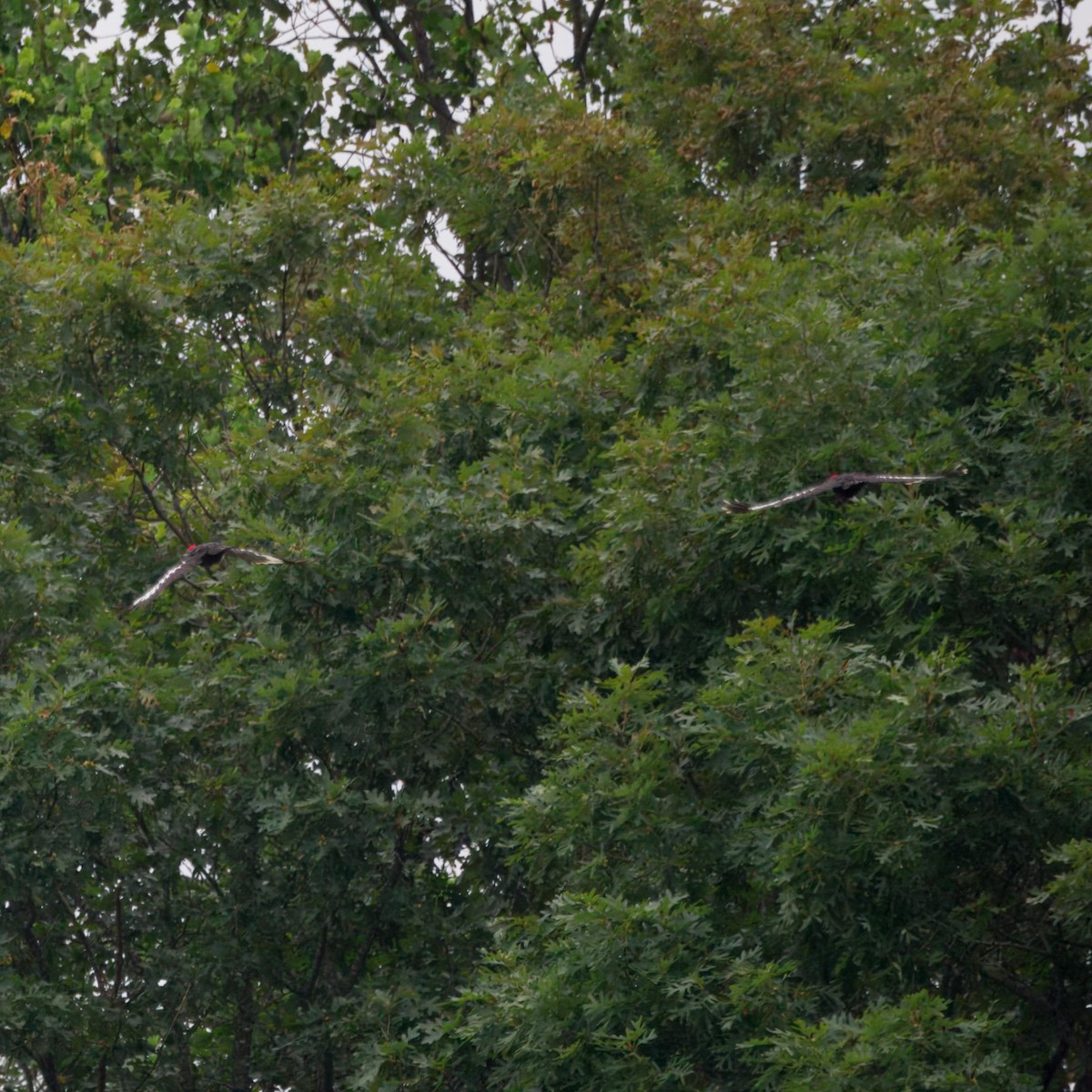 Pileated Woodpecker - ML639006711