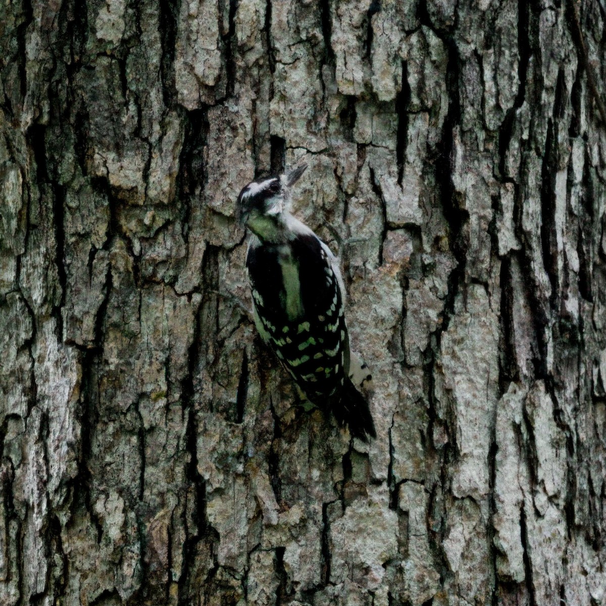 Downy Woodpecker - ML639006715