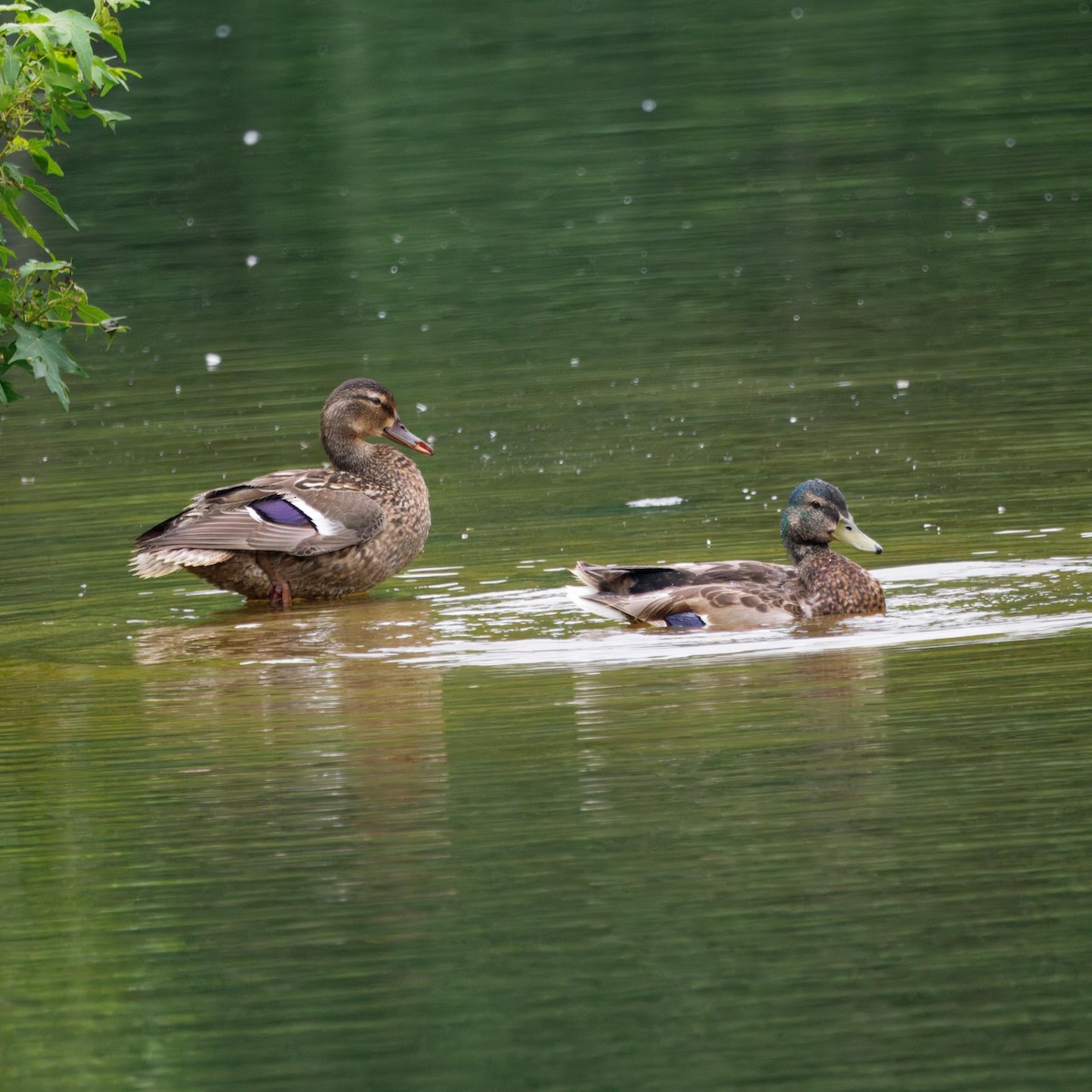 Mallard - ML639006754