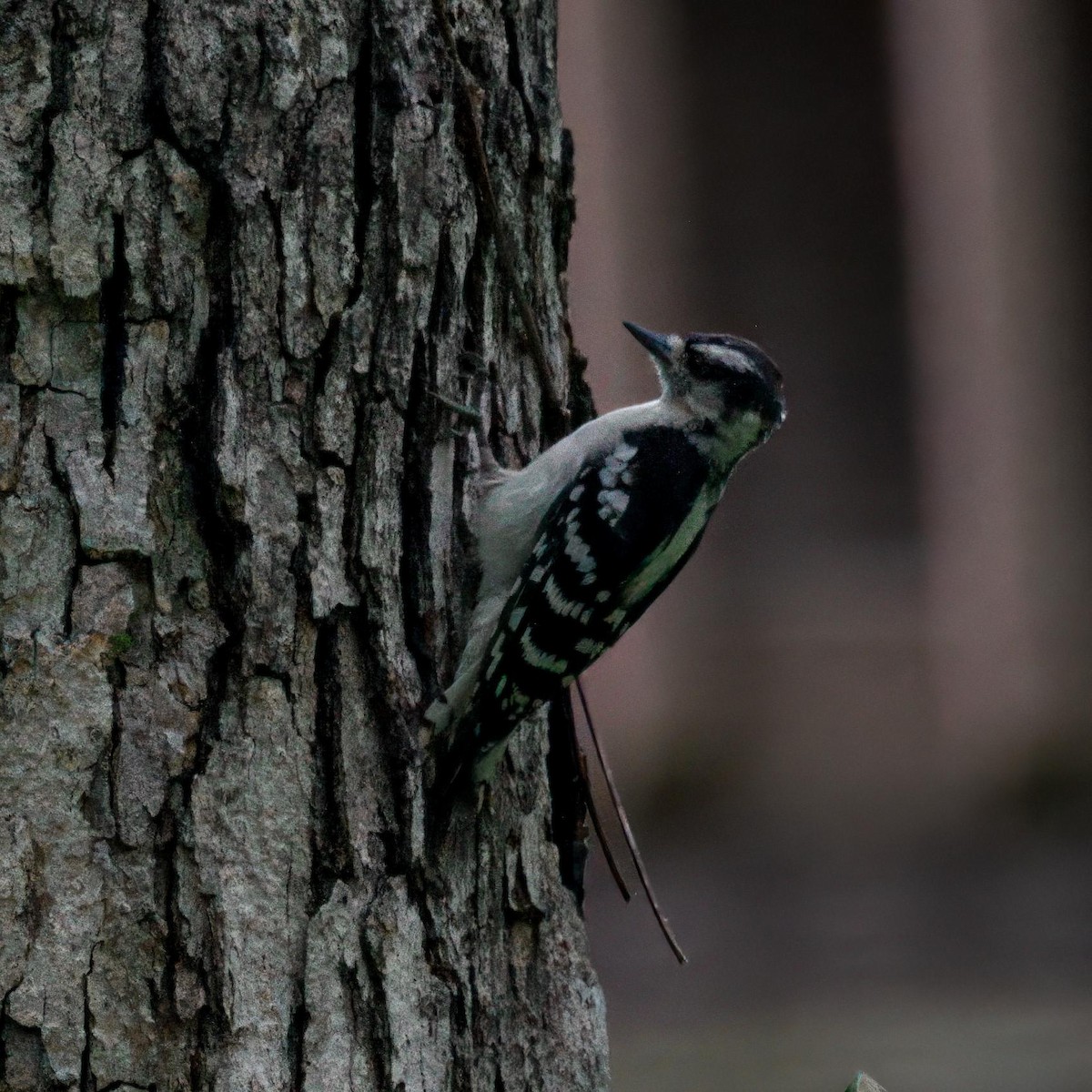 Downy Woodpecker - ML639006761