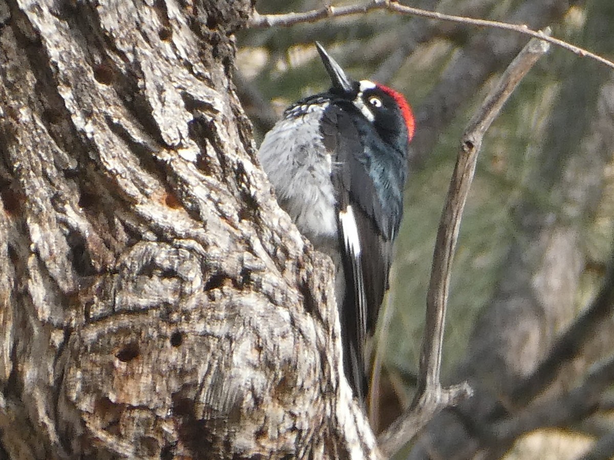 Acorn Woodpecker - ML639006777