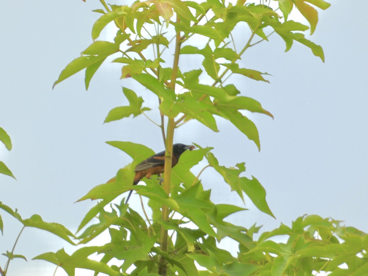 Orchard Oriole - ML639006779