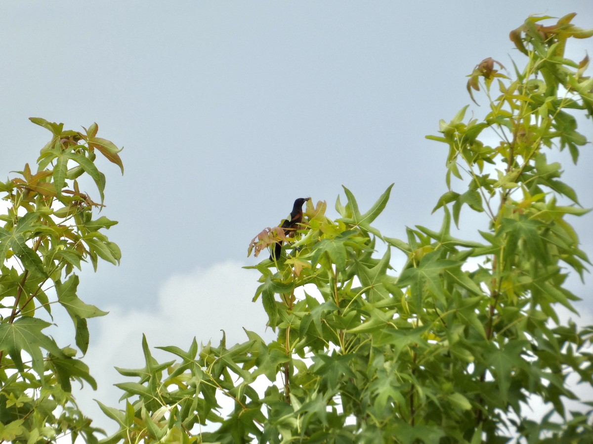 Orchard Oriole - ML639006780