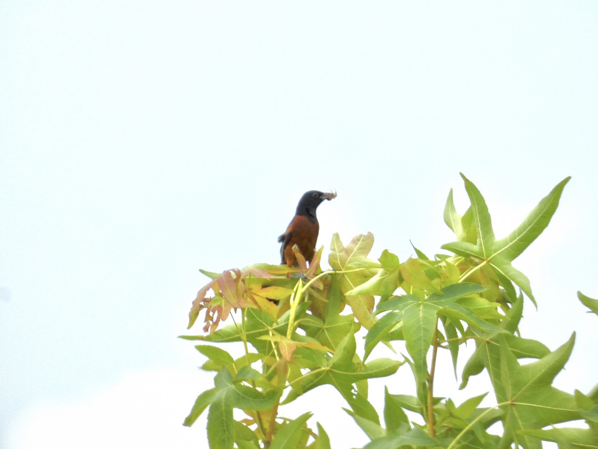 Orchard Oriole - ML639006781