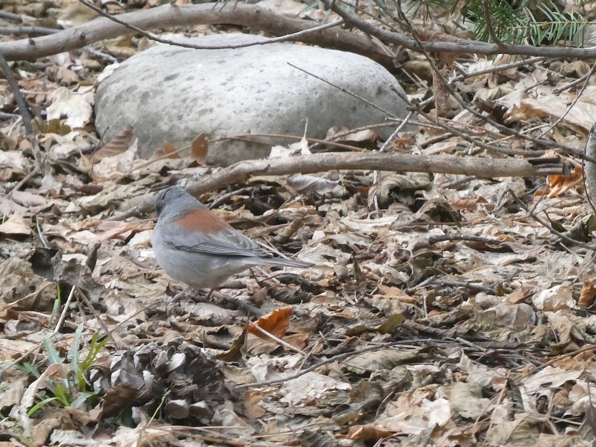 Dark-eyed Junco (Red-backed) - ML639006782