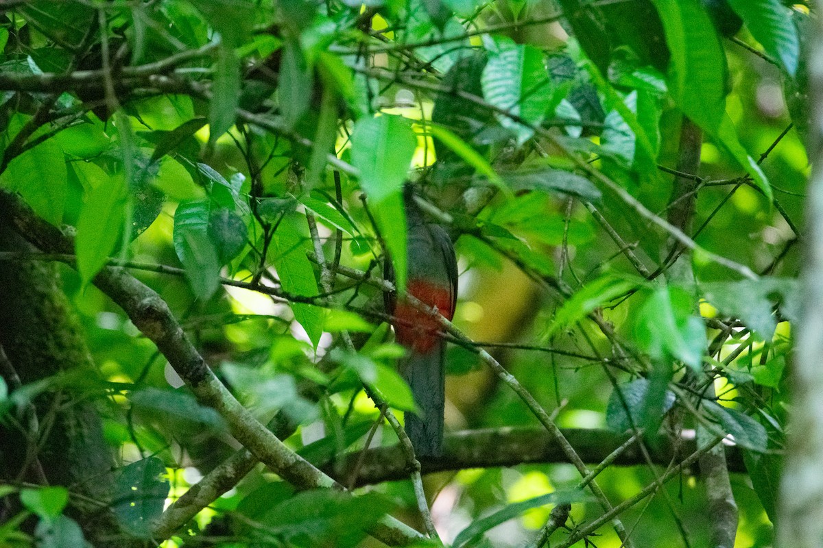 Schieferschwanztrogon - ML639006806