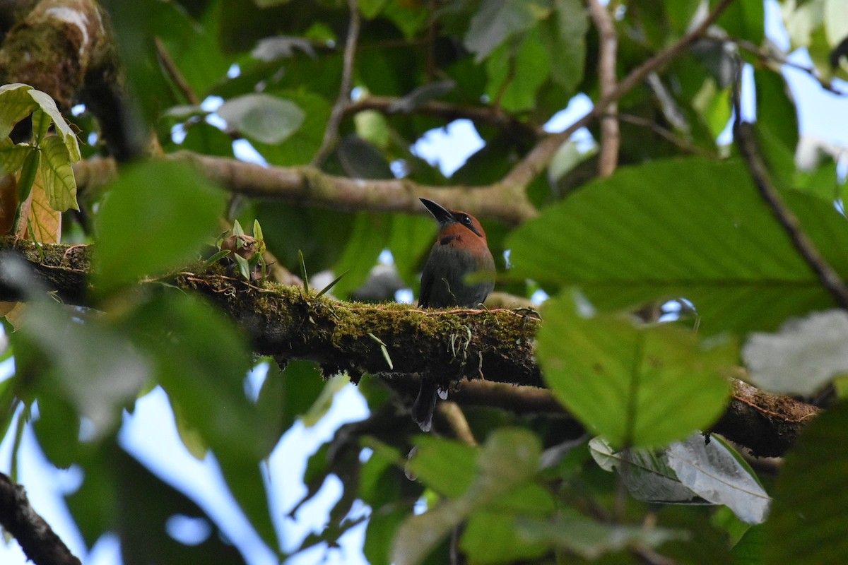 Plattschnabelmotmot - ML639006811