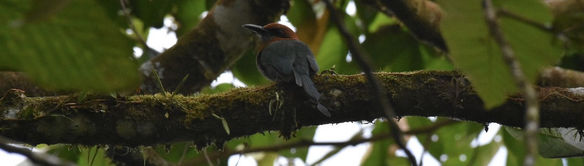 Plattschnabelmotmot - ML639006812
