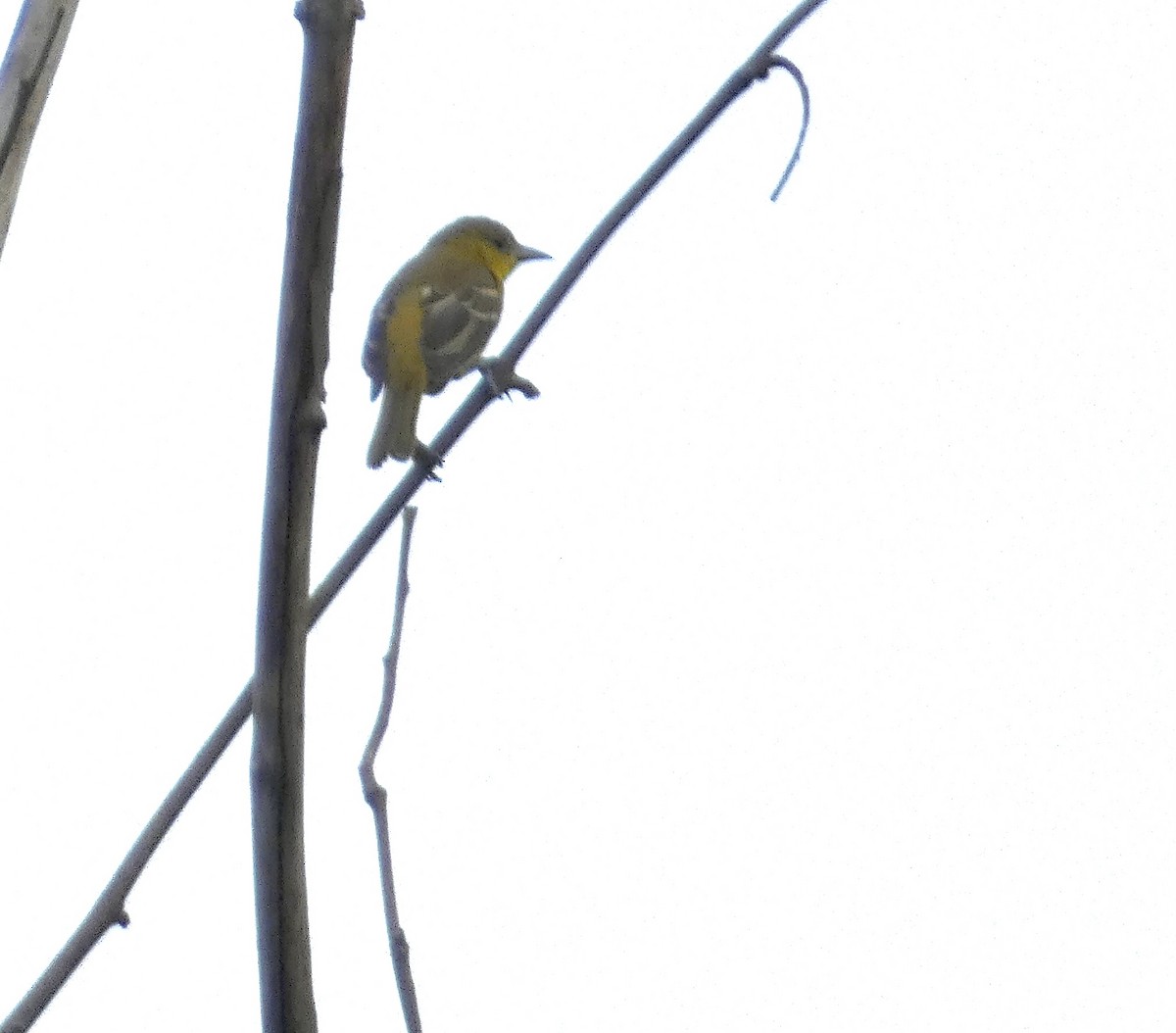 Orchard Oriole - ML639006874